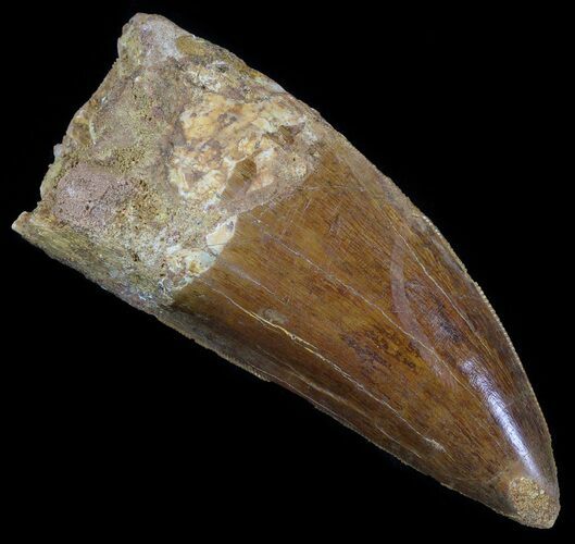 Serrated Carcharodontosaurus Tooth - Very Thick #52463